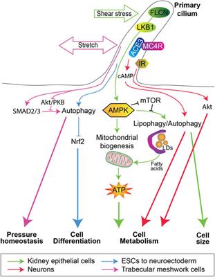 Autophagy and the primary cilium in cell metabolism: What’s upstream?